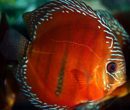 SYMPHYSODON DISCUS DISCUS
